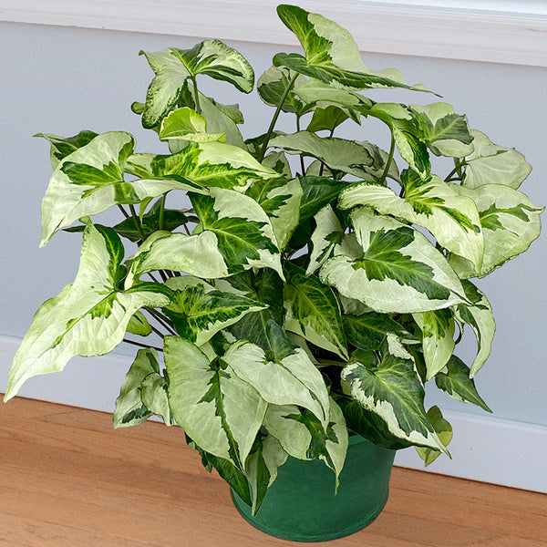 Syngonium 'Three Kings' For Sale – Logee's Plants
