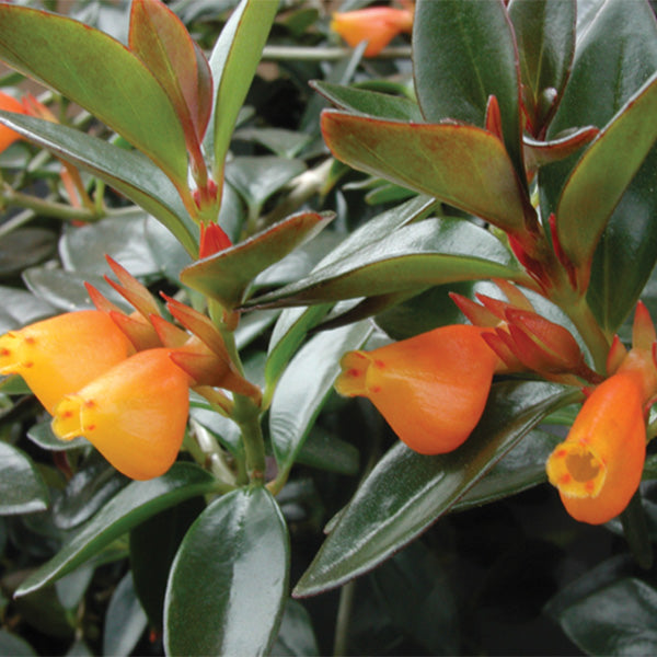 Goldfish Plant ‘Black Gold’ (Nematanthus hybrid)