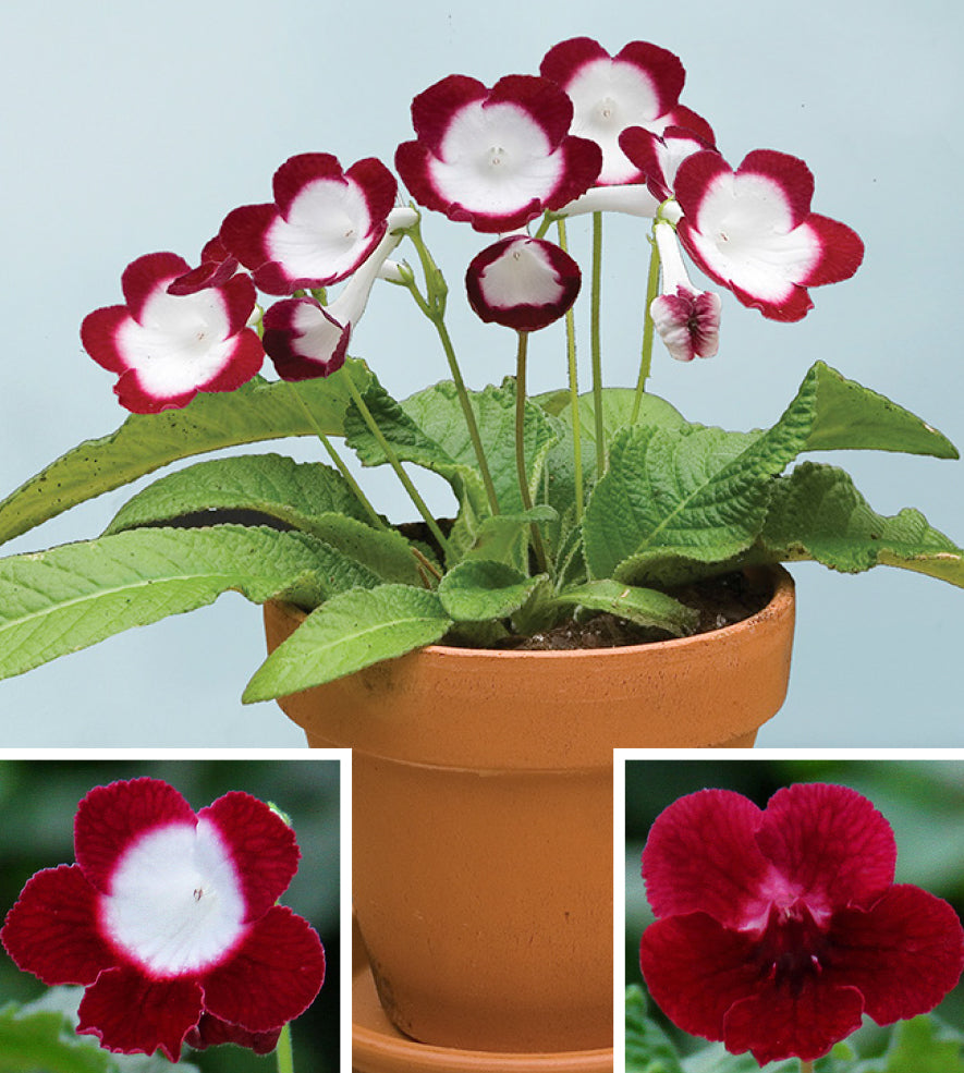 Cape Primrose ‘Roulette Cherry’ (Streptocarpus hybrid)