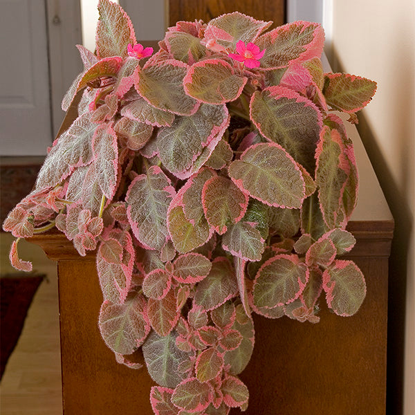 Flame Violet ‘Pink Smoke’ (Episcia hybrid)