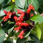 Lipstick Plant ‘Mona Lisa’ (Aeschynanthus obconicus)