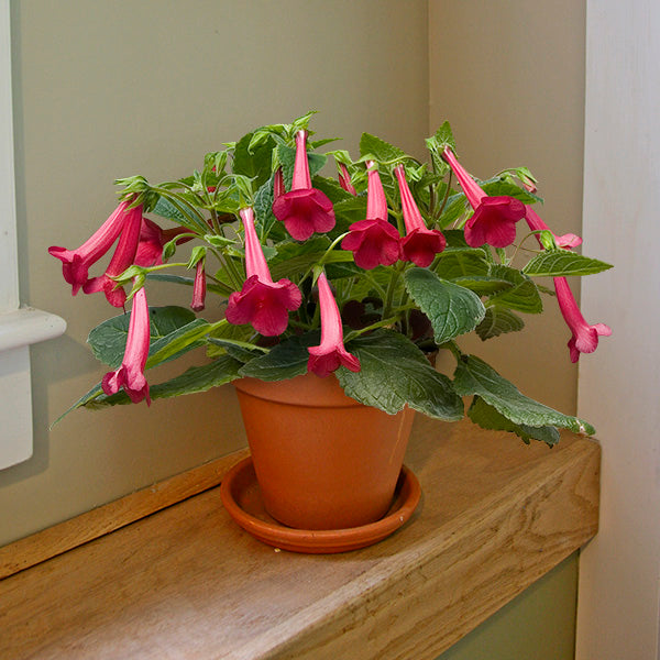 Sinningia ‘Prudence Risley’ (Sinningia hybrid)