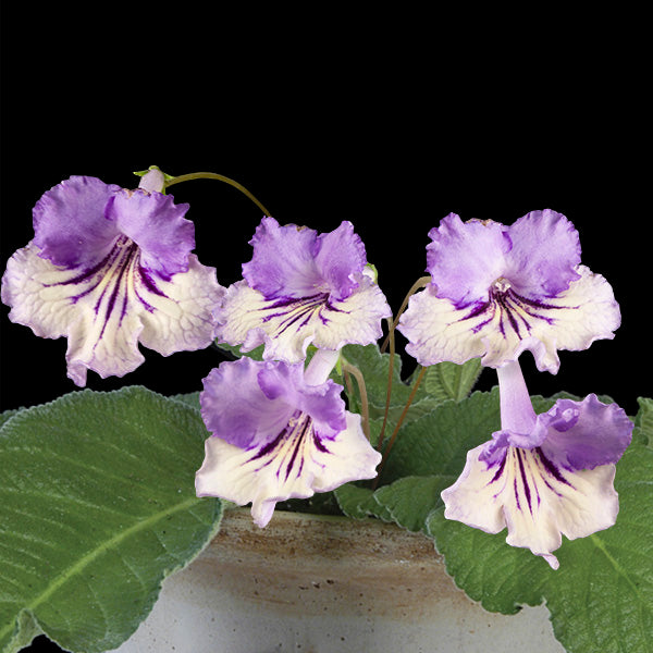 Cape Primrose ‘Party Pinafore’ (Streptocarpus hybrid)