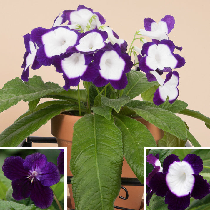 Cape Primrose ‘Full Moon’ (Streptocarpus hybrid)