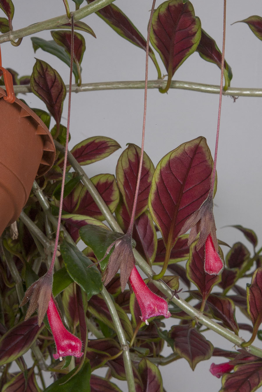 Goldfish Plant ‘Stoplight’ (Nematanthus hybrid)