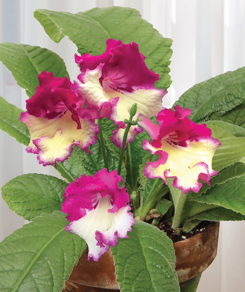 Cape Primrose ‘Wow’ (Streptocarpus hybrid)