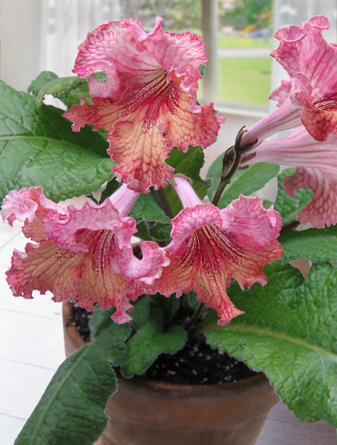 Cape Primrose ‘Listy’ (Streptocarpus hybrid)