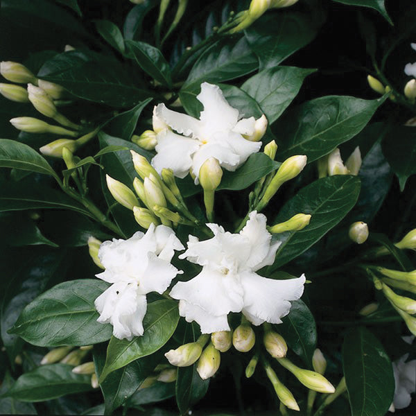 Butterfly Gardenia (Tabernaemontana coronaria plena)