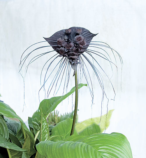 Black Bat Flower (Tacca chantrieri)