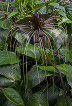 Black Bat Flower (Tacca chantrieri)