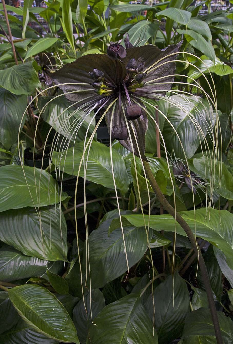 Black Bat Flower (Tacca chantrieri)