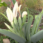 where to buy giant elephant ear plants Elephant Ear 'Thai Giant' For Sale – Logee's Plants