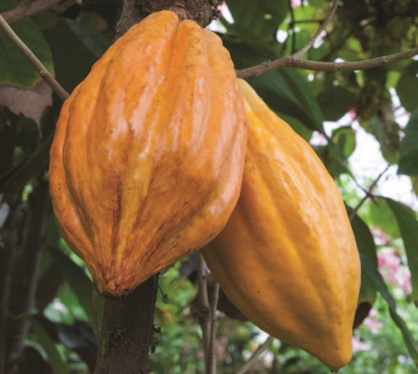 Cocoa Tree For Sale  Logee's Plants