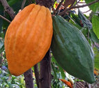 Cocoa Tree (Theobroma cacao 'Trinitario')