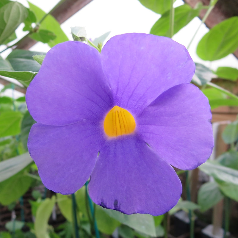 Clock Vine (Thunbergia battiscombei)