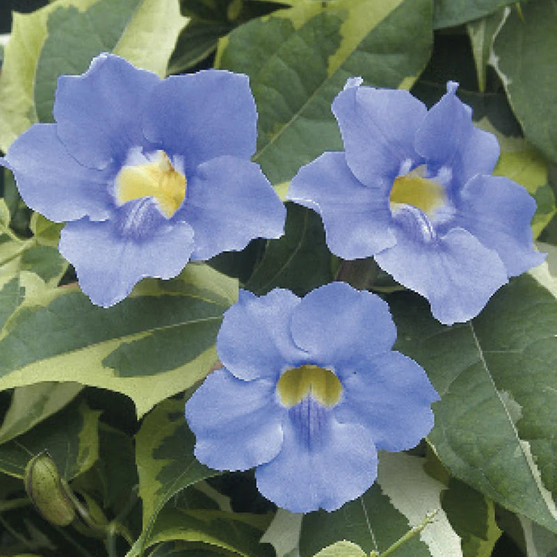 Variegated Blue Skyflower