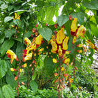 Indian Clock Vine (Thunbergia mysorensis)