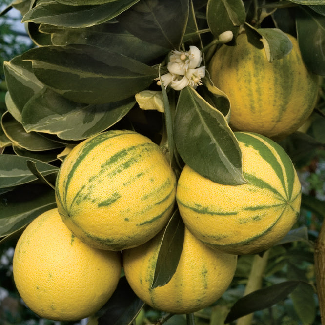 Tiger Navel Orange Tree (Citrus sinensis)