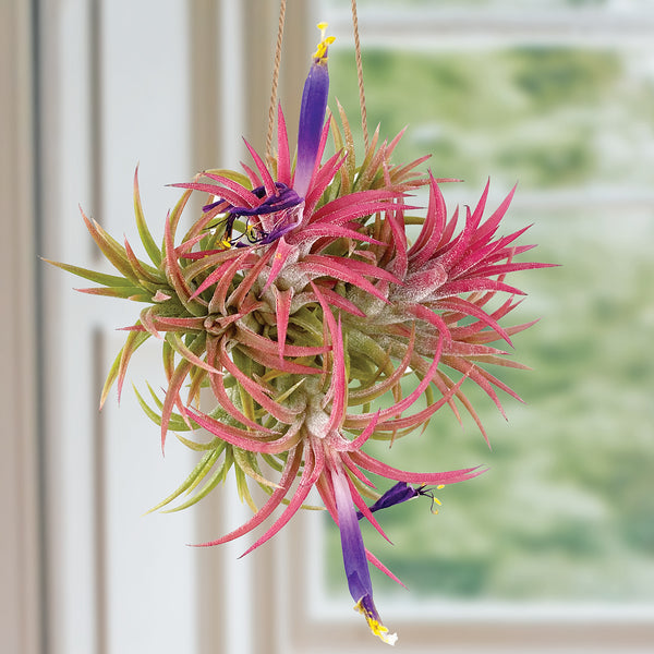 air plant iona Tillandsia Ionantha Air Plant Cluster For Sale – Logee's Plants