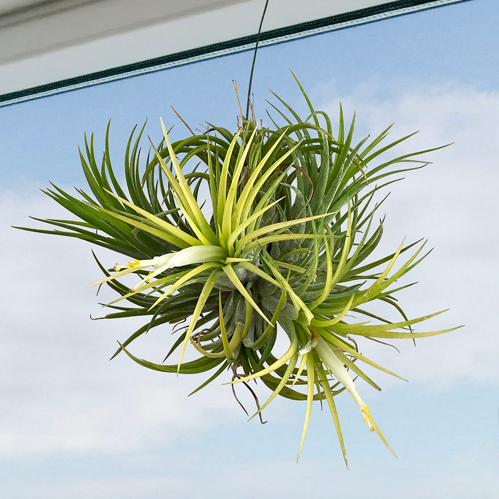 Tillandsia Ionantha Druid Air Plant Cluster