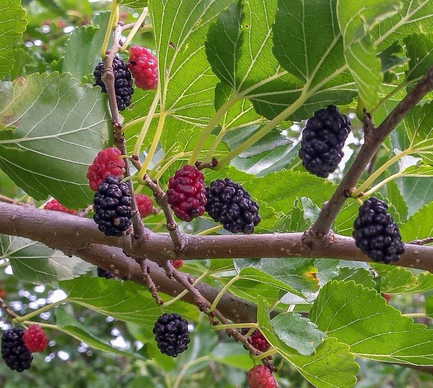 Mulberry Bush ‘Trader’ (Morus nigra)