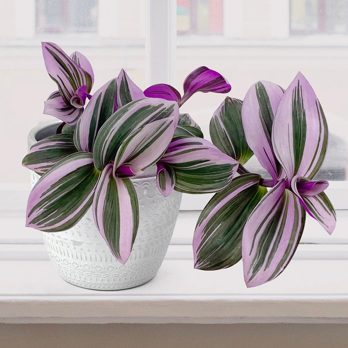 Tradescantia ‘Nanouk’ (Tradescantia albiflora ‘Nanouk’)