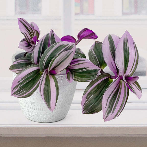 tradescantia nanouk potting mix Tradescantia Nanouk | 4" Pot