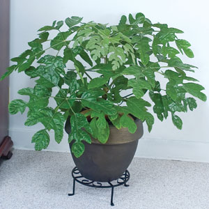 Snowflake Plant (Trevesia palmata)