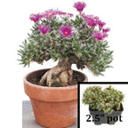 Miniature Desert Rose (Trichodiadema densum)