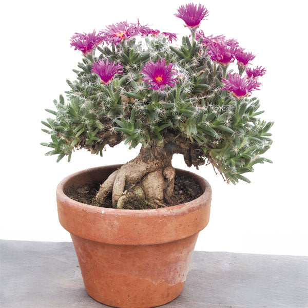 Miniature Desert Rose (Trichodiadema densum)