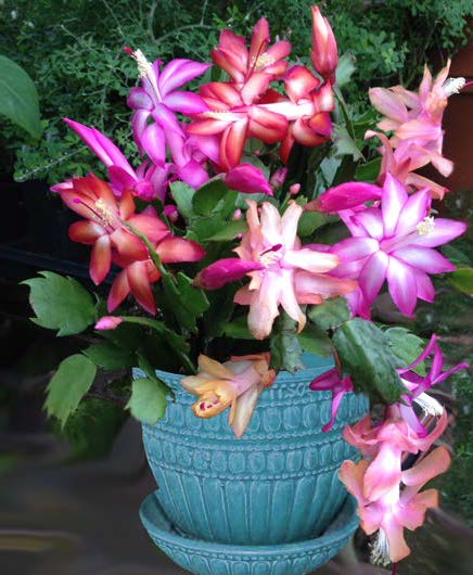 Trio of Holiday Cactus (Schlumbergera hybrids)