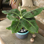 Banana Plant ‘Truly Tiny’ (Musa hybrid)