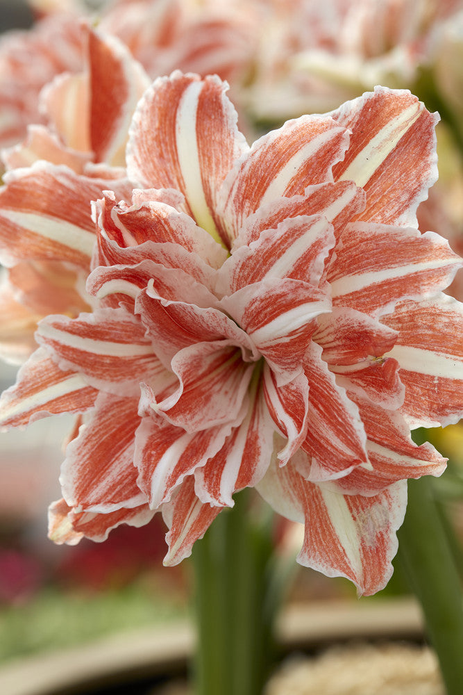 Amaryllis ‘Dancing Queen’ (Hippeastrum hybrid)