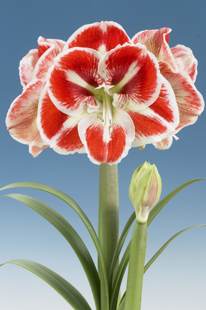 Amaryllis ‘Samba’ (Hippeastrum hybrid)