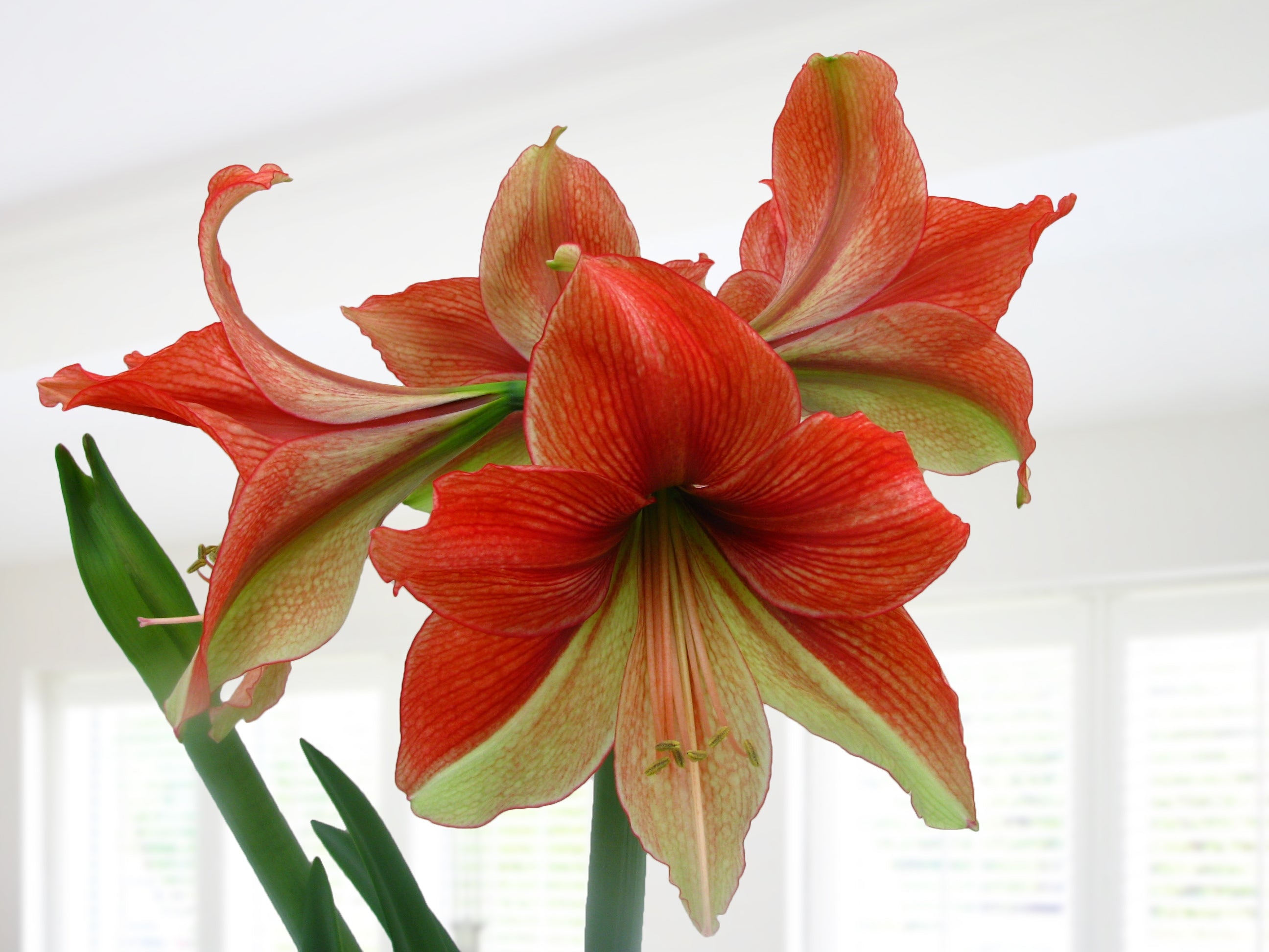 Amaryllis ‘Half & Half’ (Hippeastrum hybrid)