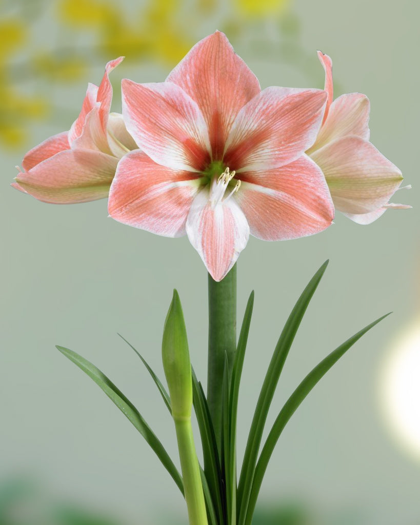 Amaryllis ‘Apricot Parfait’ (Hippeastrum hybrid)