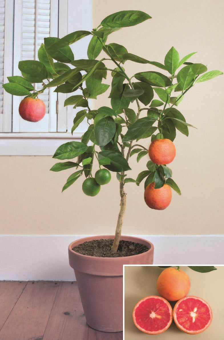 Blood Orange Tree ‘Vaniglia Sanguigno’ (Citrus sinensis)