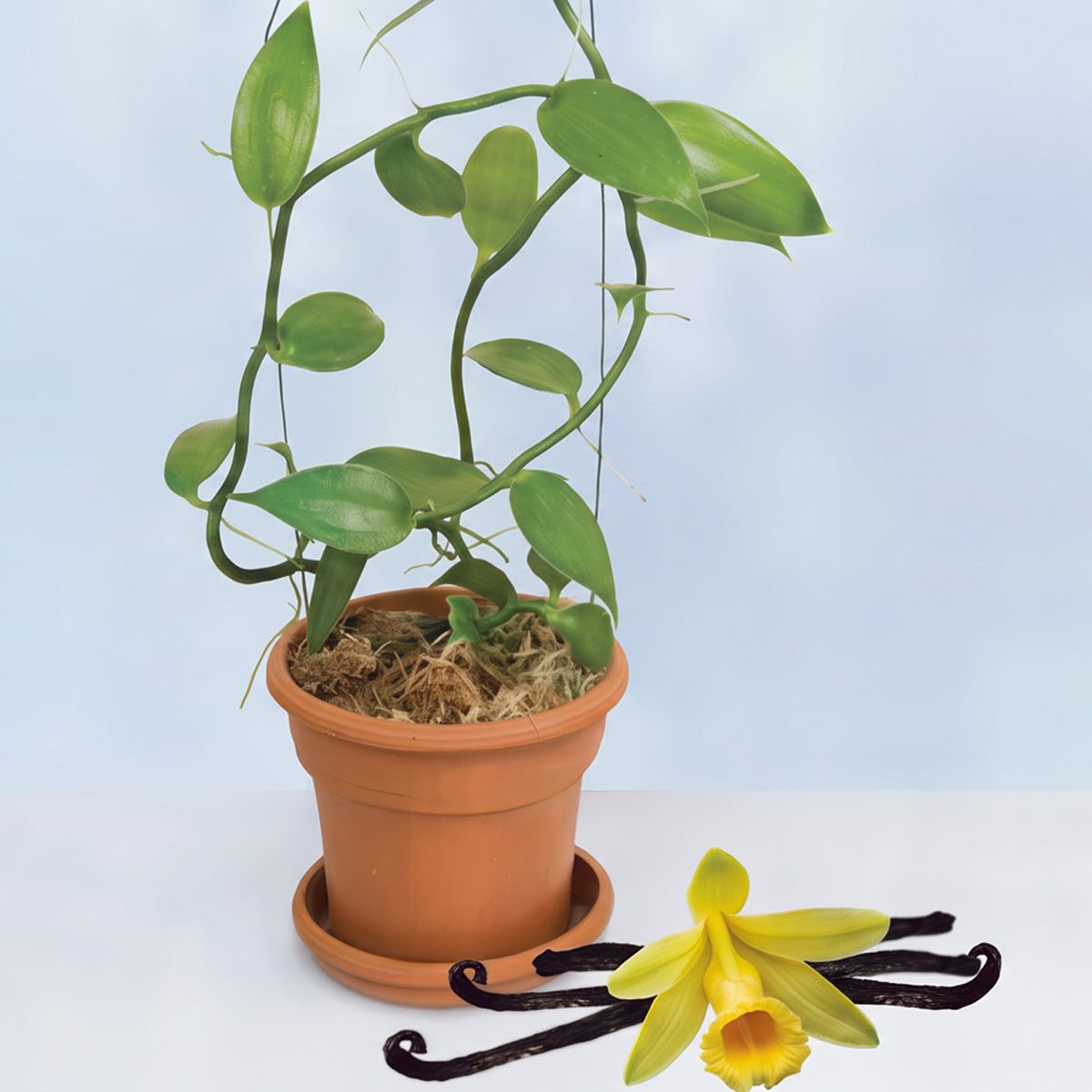 Vanilla vine with a yellow vanilla orchid flower and dried culinary vanilla beans