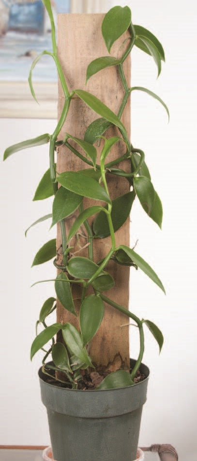 Vanilla on Wooden Totem (Vanilla planifolia)