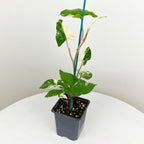 Variegated Arrowhead Vine (Syngonium podophyllum albo-variegatum)