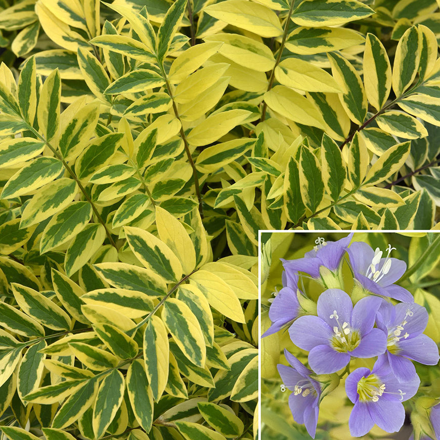 Variegated Jacob’s Ladder (Polemonium ‘Golden Feathers’ PP)