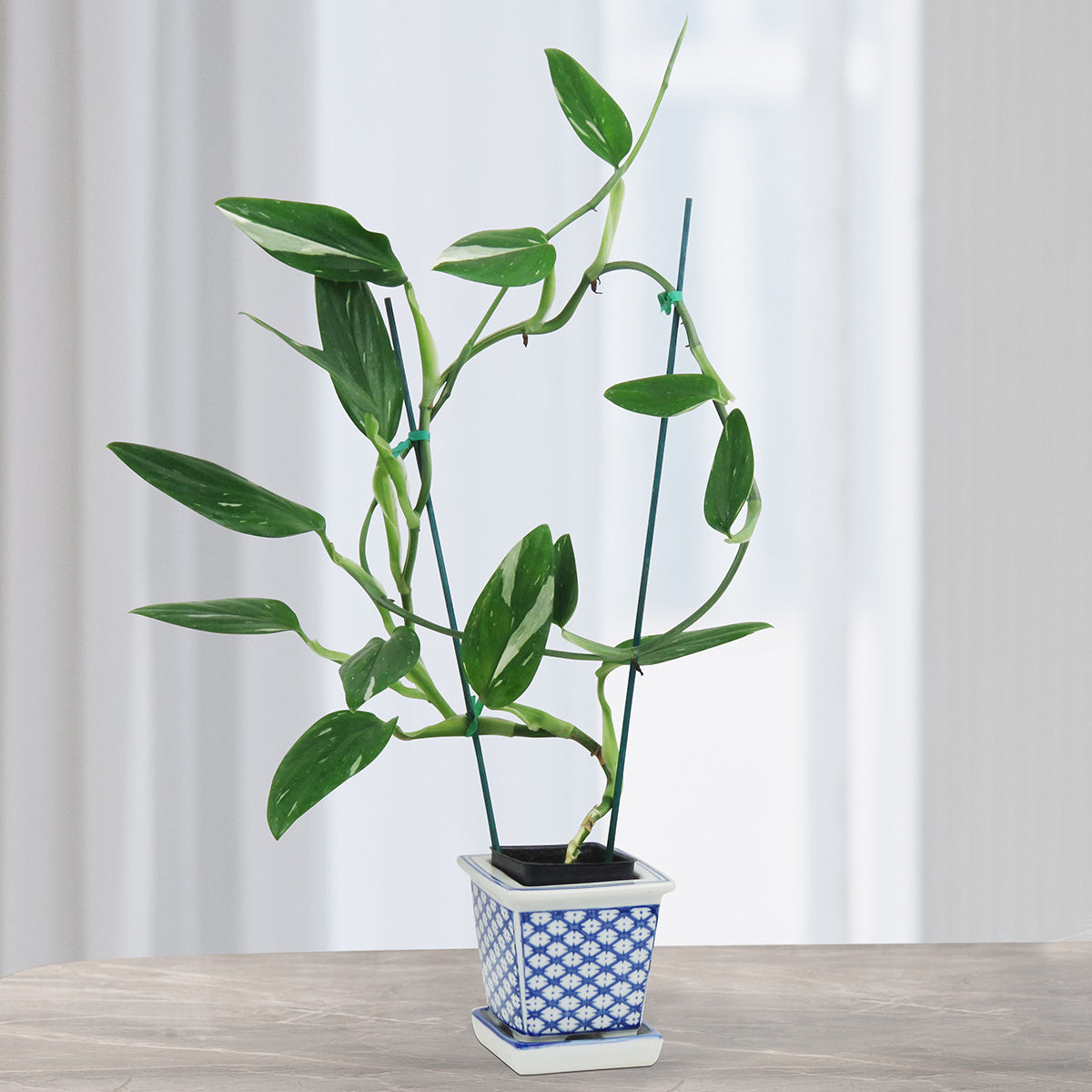 Variegated Monstera Standleyana (Monstera standleyana ‘Albo Variegata’)