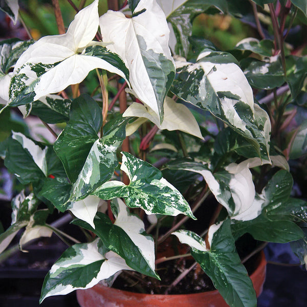 variegated plant Syngonium podophyllum albo variegatum - Indoor Plant