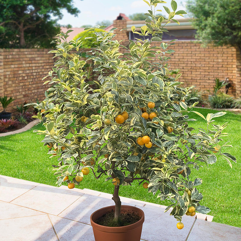 Variegated Calamondin Orange Tree (Citrus x citrofortunella mitis ‘Variegata’)    