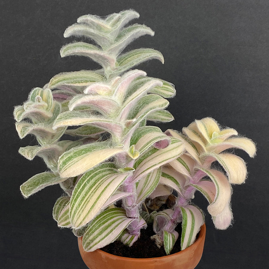 Variegated Cobweb Spiderwort