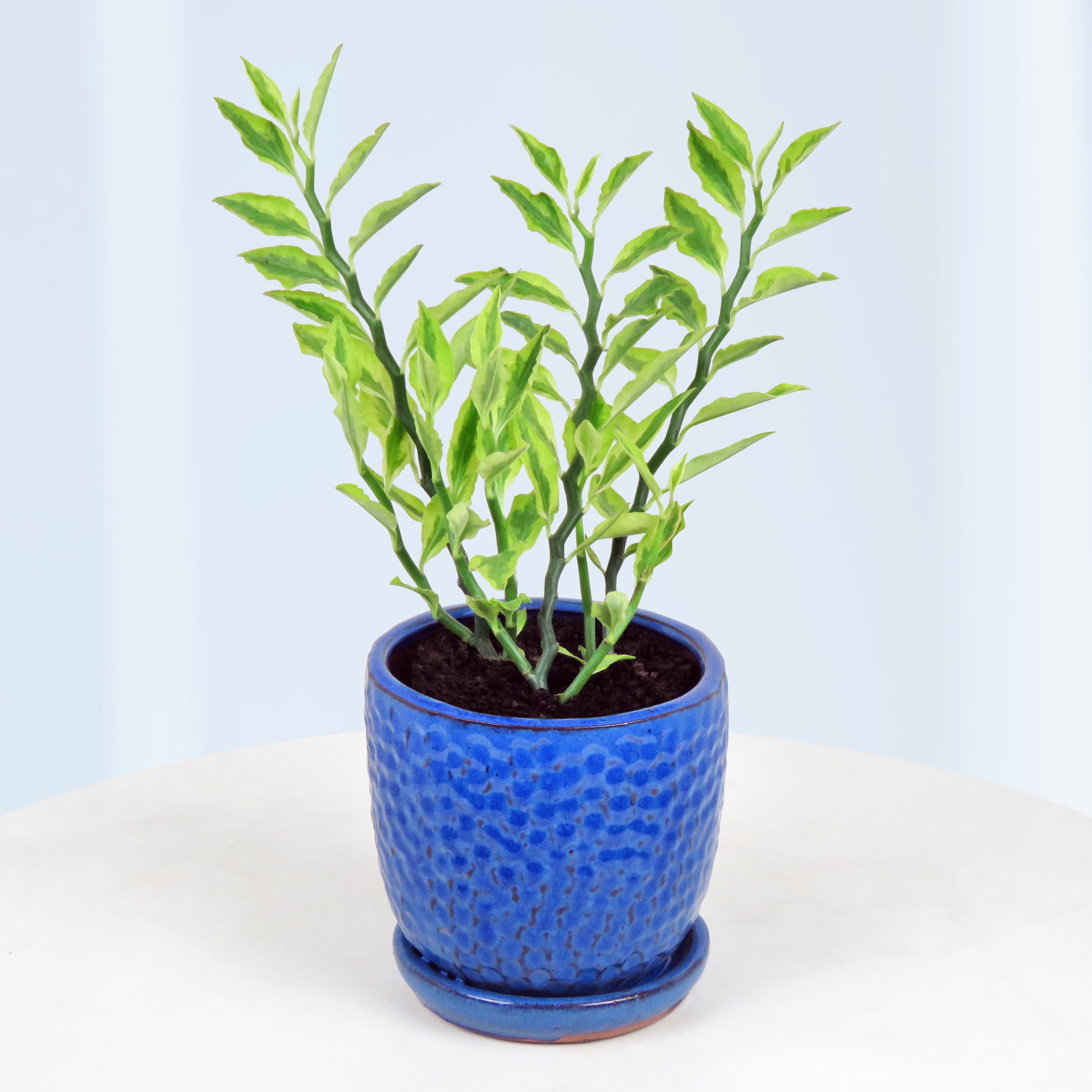 Variegated Devil’s Backbone (Pedilanthus tithymaloides)