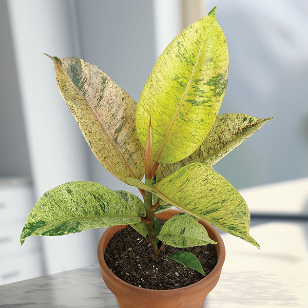 Variegated Ficus 'Moonshine'
