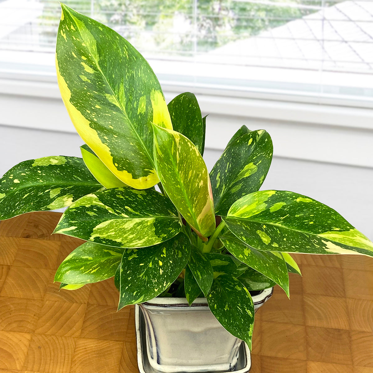 Variegated Philodendron ‘Green Congo Nuclear’