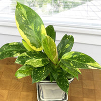 variegated_green_congo_philodendron (rare-plants)