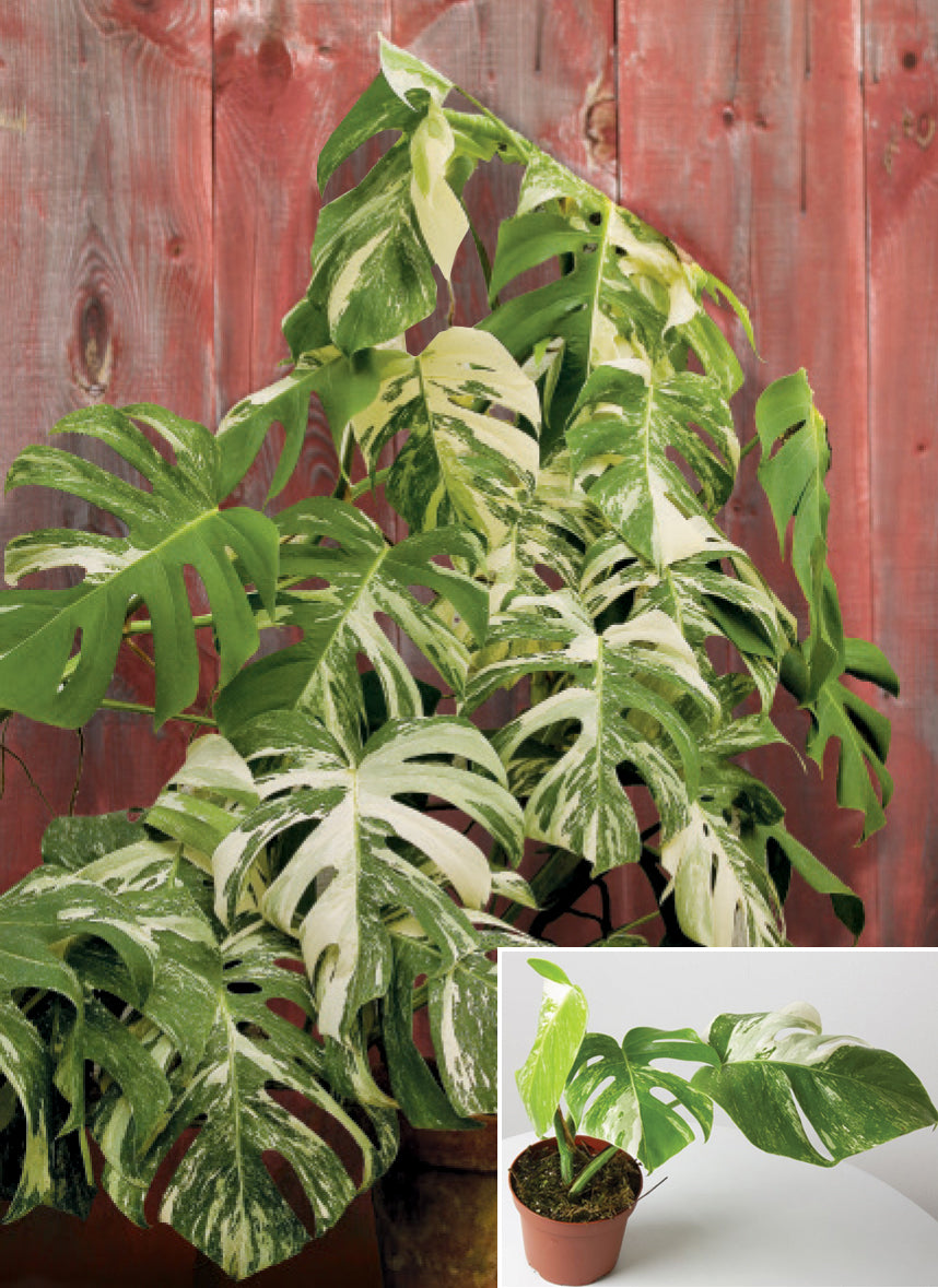 White Variegated Monstera (Monstera ‘Borsigiana albo variegata’)